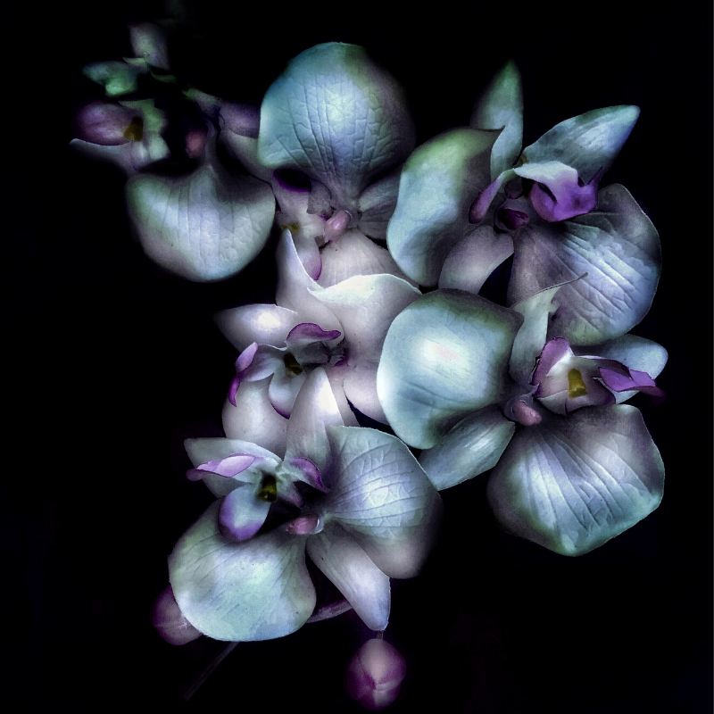 Limited Edition Prints
