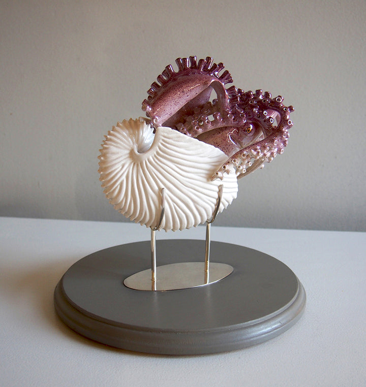 Argonaut Argo, Argonautidae