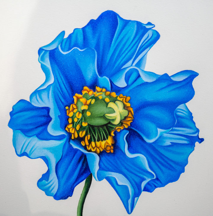 chrome flora