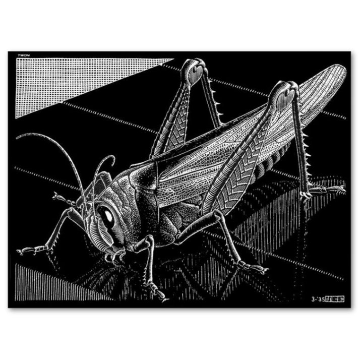 Grasshopper 