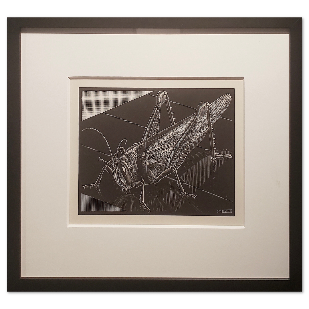 Grasshopper 