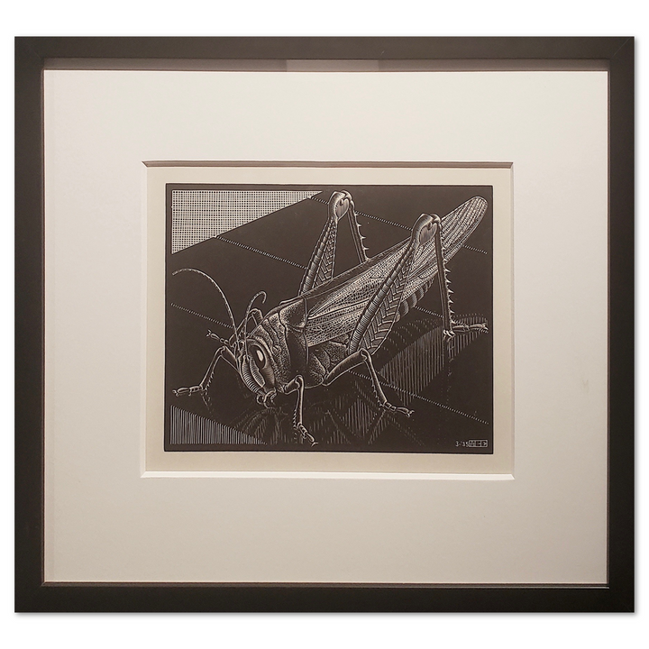 Grasshopper 