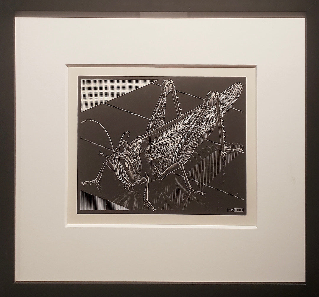 Grasshopper 