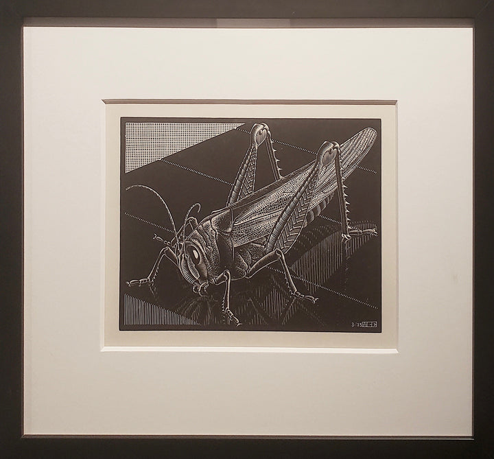 Grasshopper 