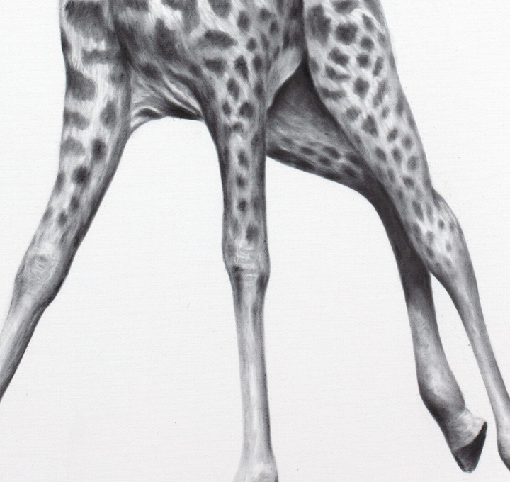Giraffe Universe